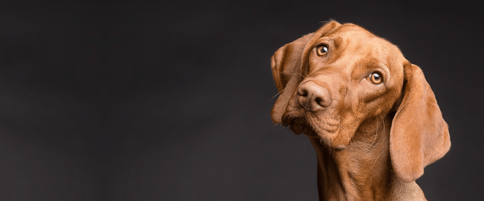 Cuidamos de tu mascota, servicios a domicilios y urgencias